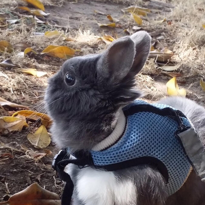 Gray netherland dwarf rabbit outside in walking harness